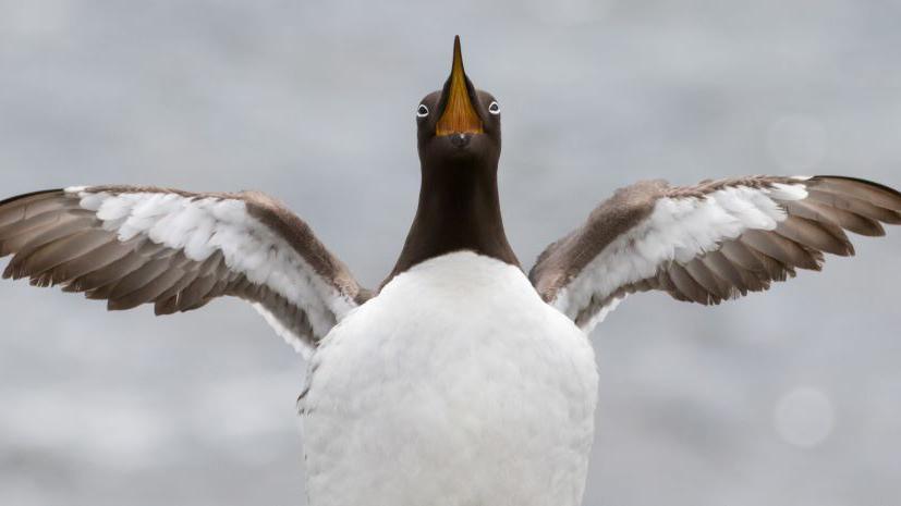 Guillemot