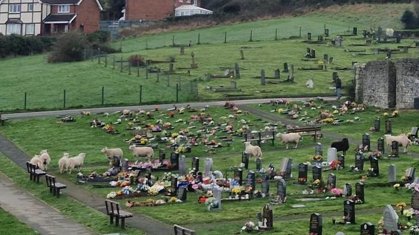 Llun mynwent Treffynnon gyda defaid ar y tir
