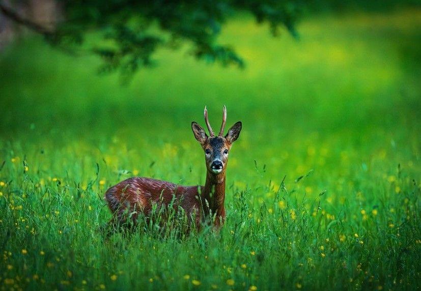 Roe deer surrounded by grass in the Yorkshire Dales, with branches of a tree hanging overhead