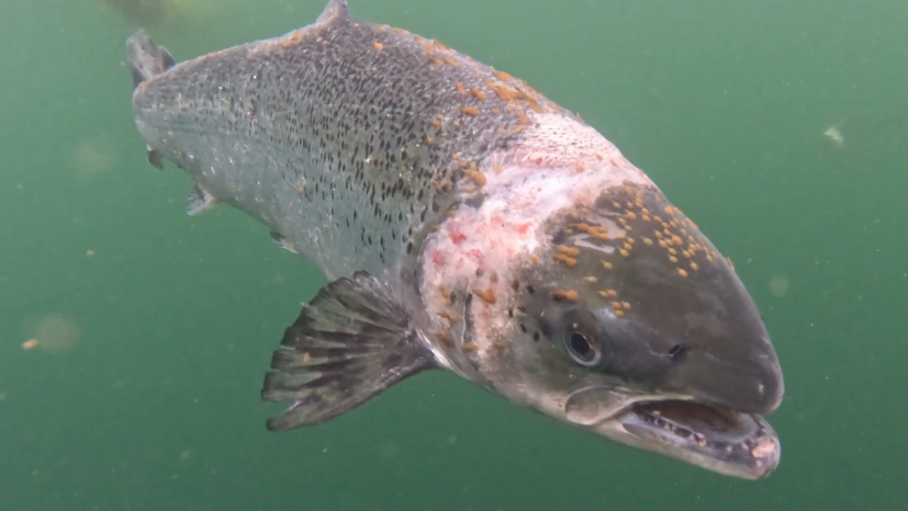 A salmon swims close to the camera. It allegedly appears to have sea lice on its head and body.