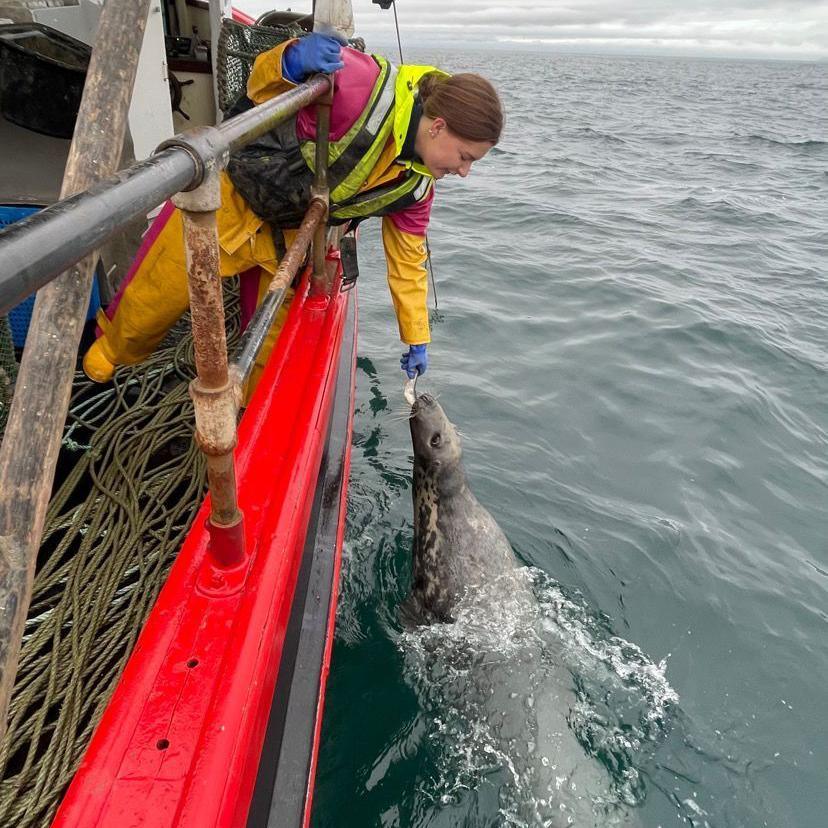 Brooke wears fishing overalls and a waterproof jacket while on board the creel fishing boat. She is leaning over the side to feed a grey seal.