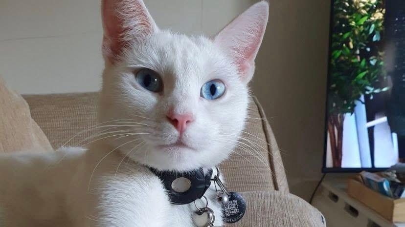 A white cat looking at the camera