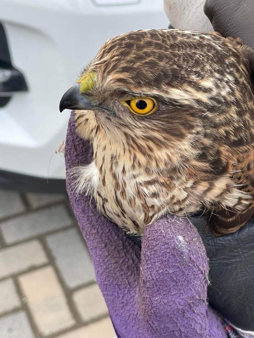 A brown large bird of prey