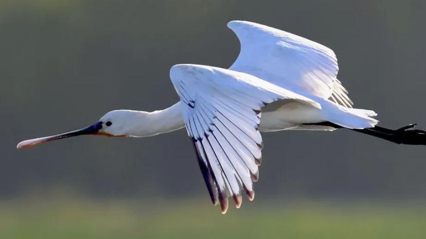 Flying spoonbill