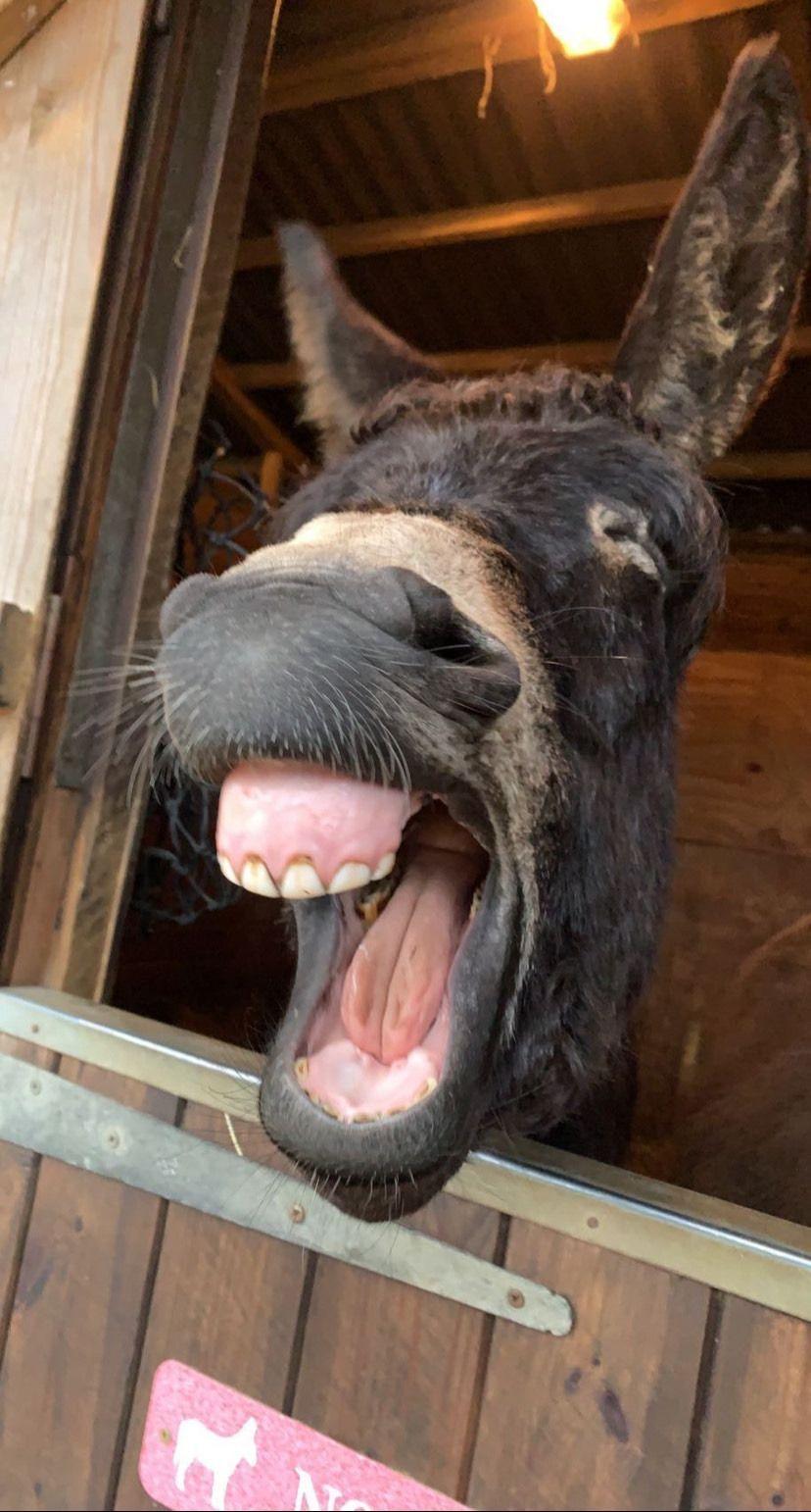 a donkey appearing to yawn