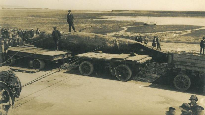 The whale carcass lying across two large trailers with ropes being used to move it.