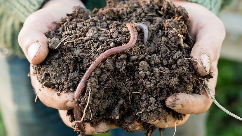 A person holding a lump of mud that has a worm lodged in it