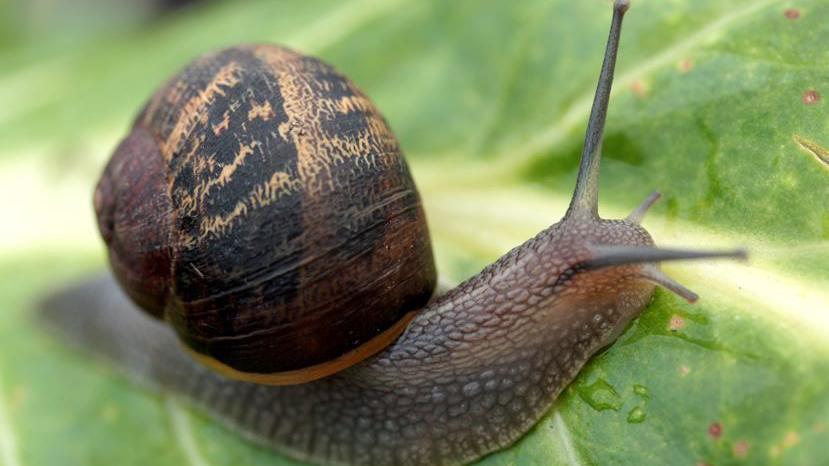 Snail