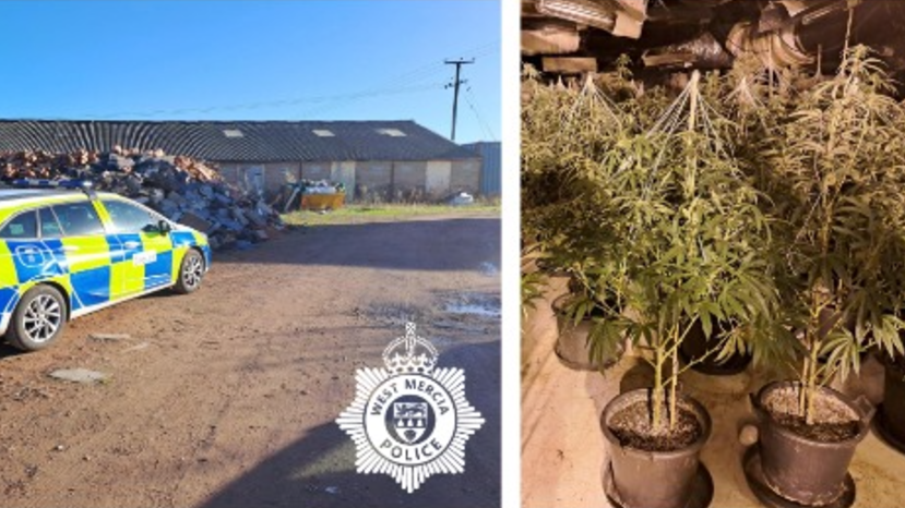 A police car sits on a dirt track outside a one-storey farm building. Another image shows a number of cannabis plants in soil-filled pots.