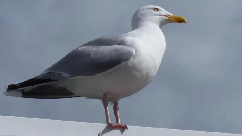 A herring gull on top of roof, with a blue cloudy sky in the background.