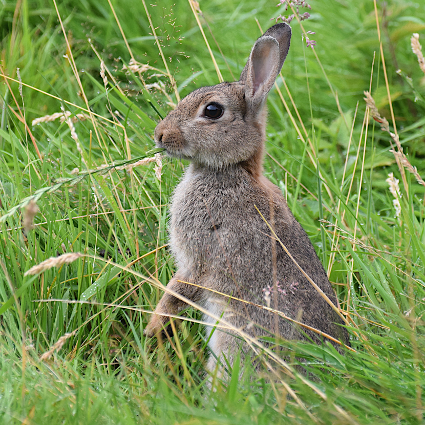 Hare