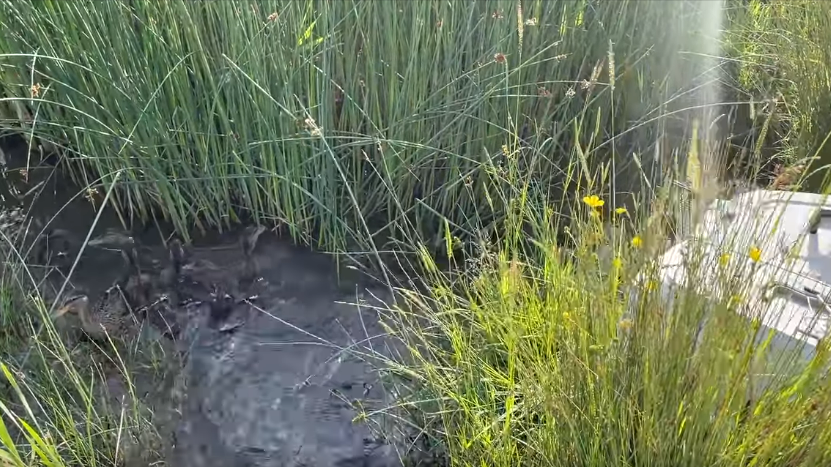 Ducklings on the edges of a pond after being released from a cage