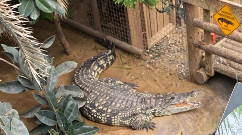 A crocodile with its mouth open in an enclosure near a wooden walkway going through the centre