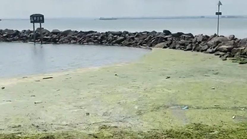 A view of the Three Shells Beach Lagoon covered in a thick green algae. The majority of the surface is covered while some clearer water can be seen.