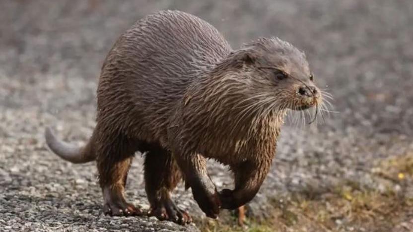 A Euraisan otter