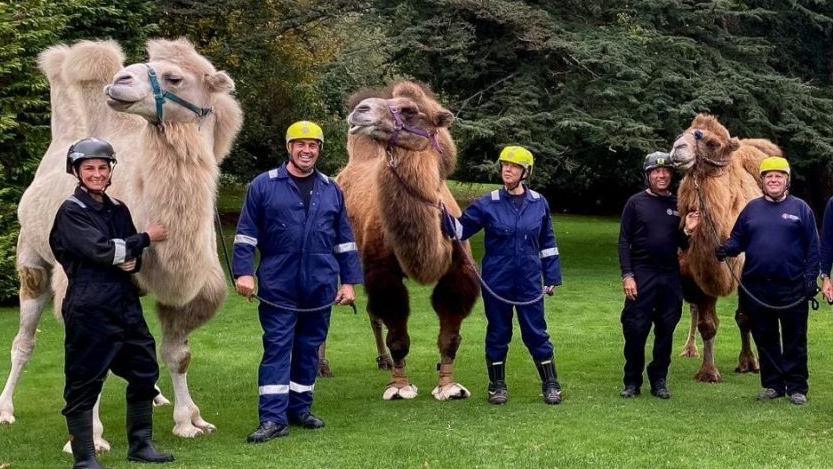 Five firefighters in blue overalls and safety helmets standing alongside three camels