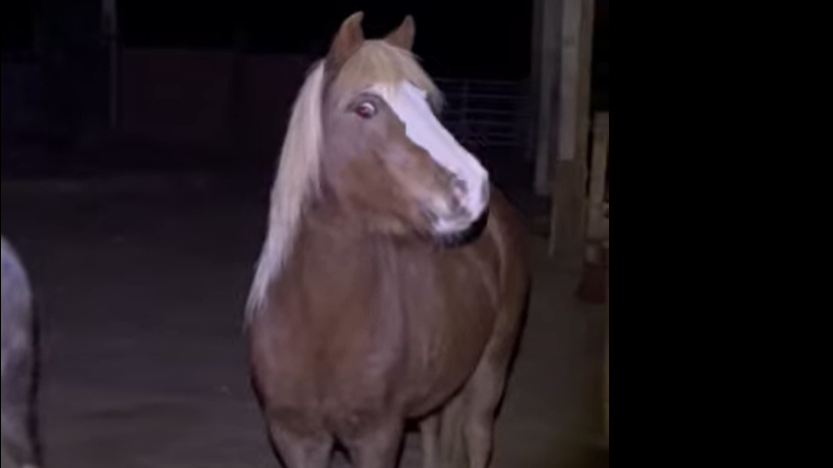 Distressed horse