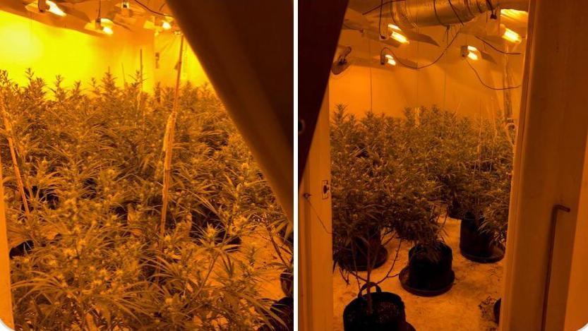 Cannabis plants in a yellow-lit room