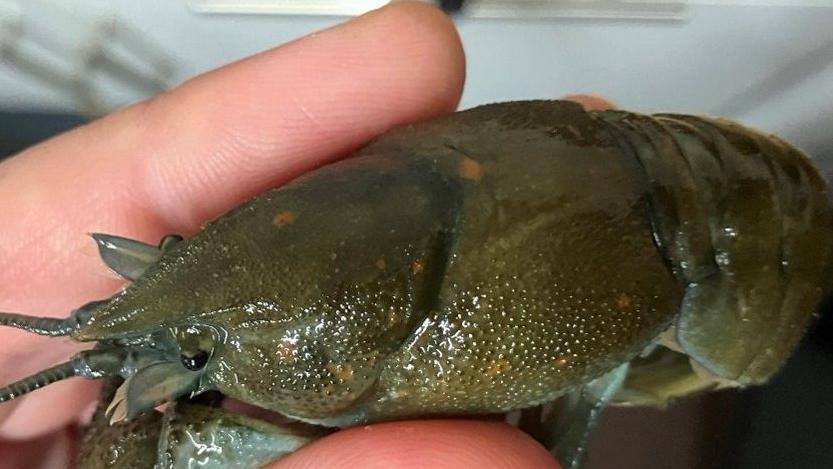 A hand holding a green crayfish, which is covered in orange spots.