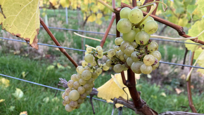 A bunch of grapes growing on a vine at a vineyard