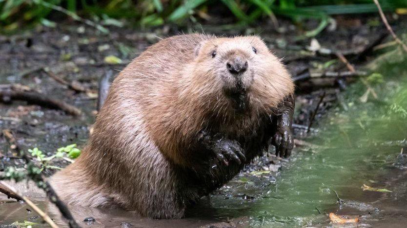 A beaver is standing on its hind legs with its paws covered in mud. It is surrounded by mud and twigs and has its head turned to look directly into the camera.