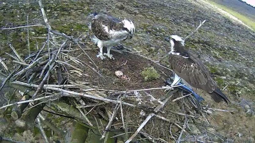 Ospreys in nest with eggs