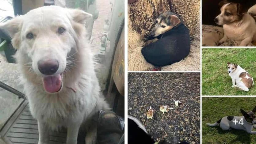 A white German shepherd dog with its pink tongue hanging out of its mouth. A small black and brown jack Russell small dog. A white and brown jack Russell dog on grass. Another brown and white small jack Russell dog and a black and white jack Russell with pointy ears laying down on grass.