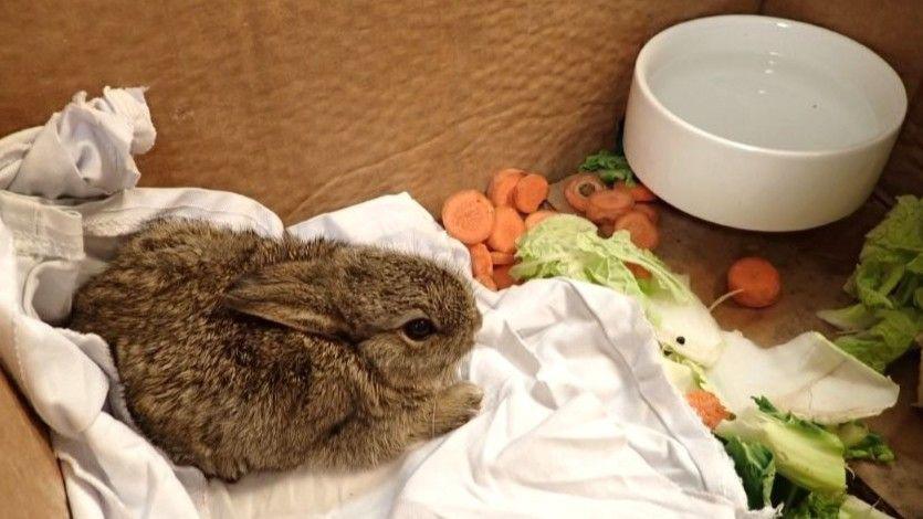 A bunny in a box on a towel, with a bowl, and bits of vegetables, including carrots.