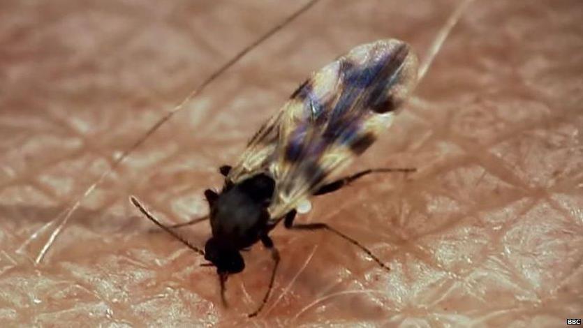 A midge, pictured close up, sits on a human's arm