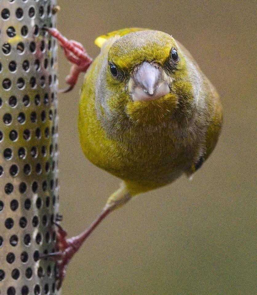 A greenfinch stares with a hard expression whilst clinging to a bird feeder