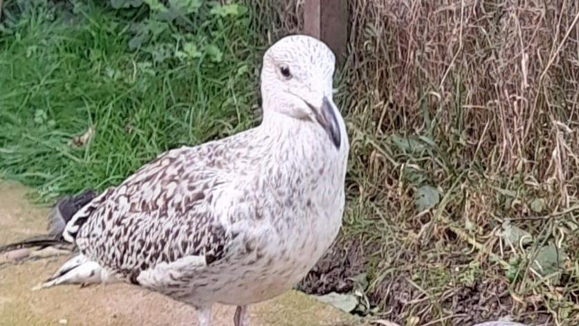 A great black-backed seagull standing