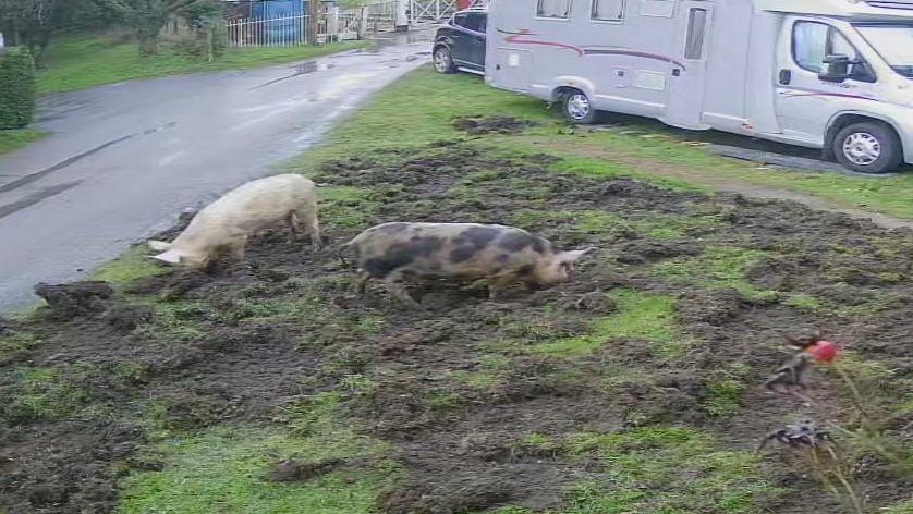 Two pigs, one with black spots, standing on a front lawn, which looks like it has been ploughed.