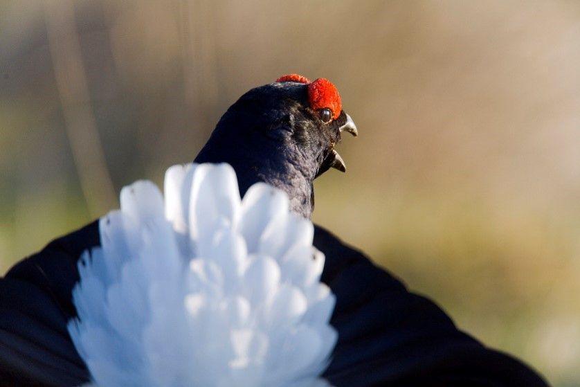 The black grouse has black feathers with red feathers on its face and a white tail.