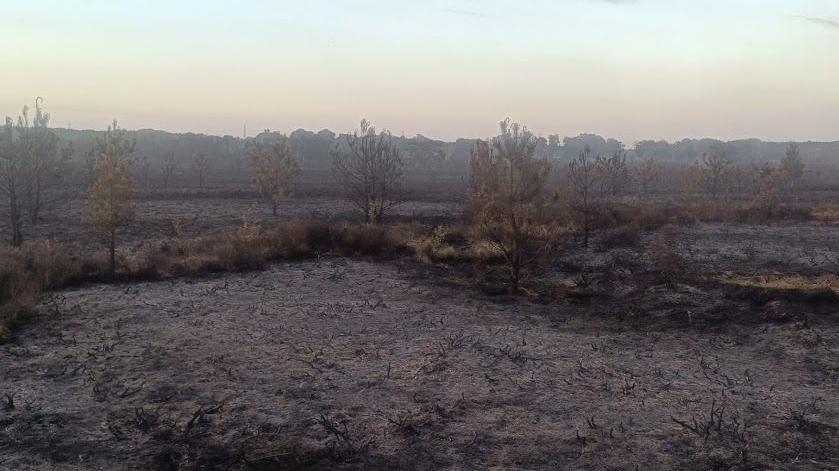 Burnt-out ground in front of trees.