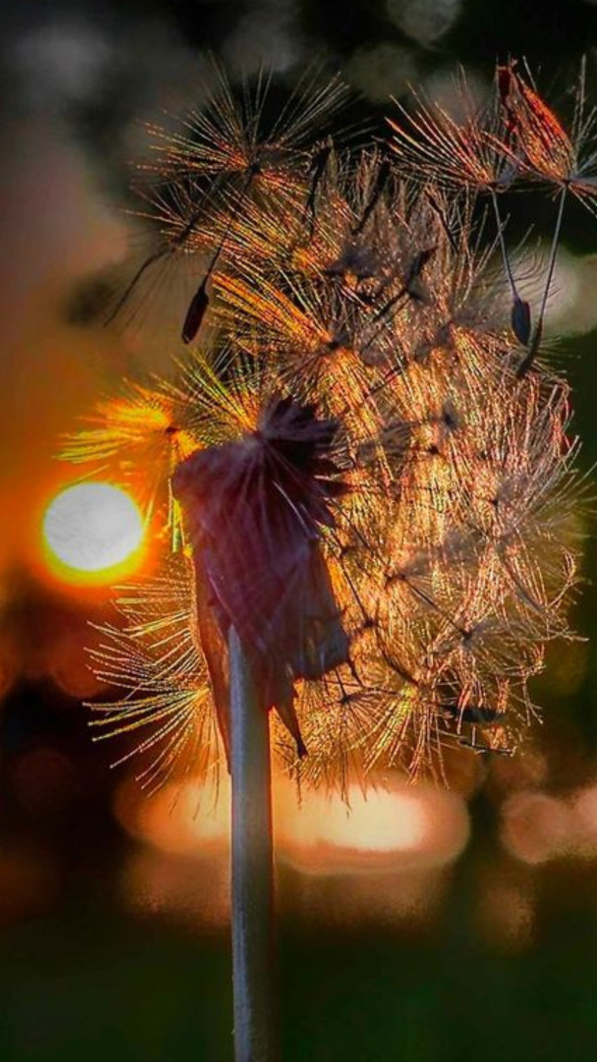 A close view of a dandelion 