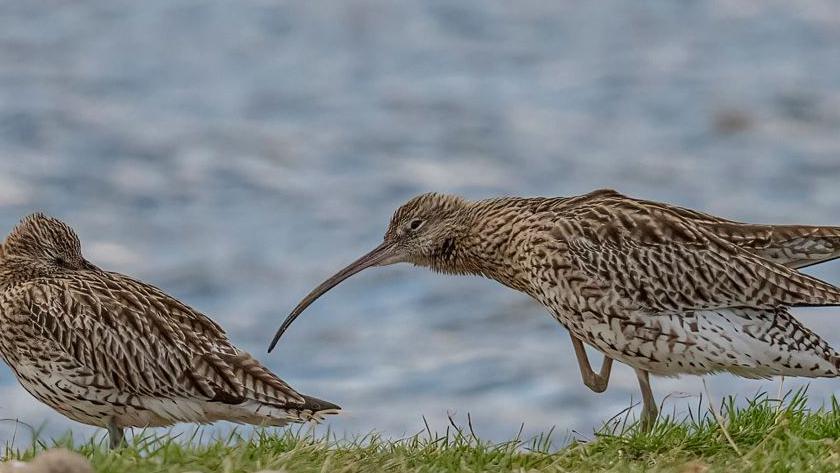 Two curlews at the water side on grass. 