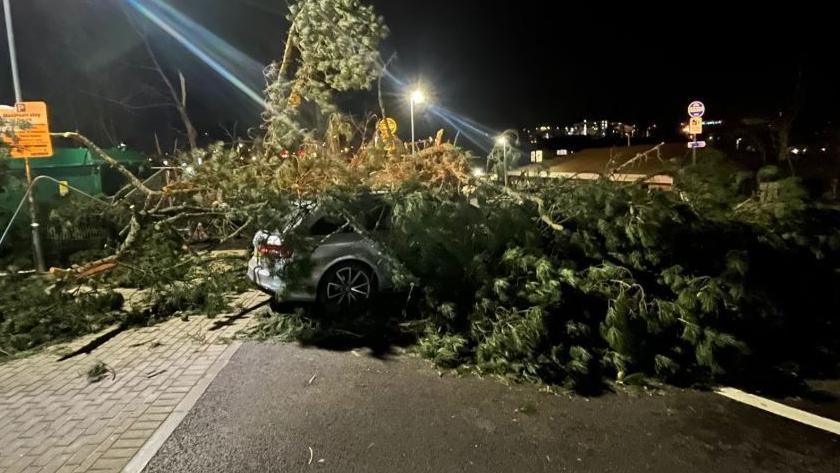 A fallen tree covers a car on a road at nighttime.