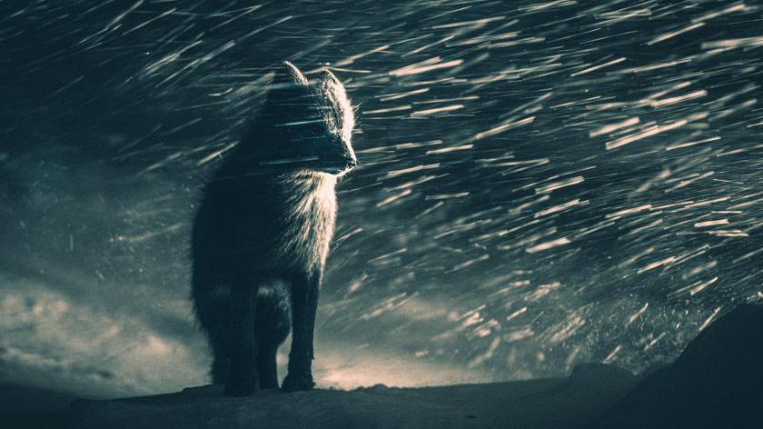 A white fox is caught in a snow storm in Norway.