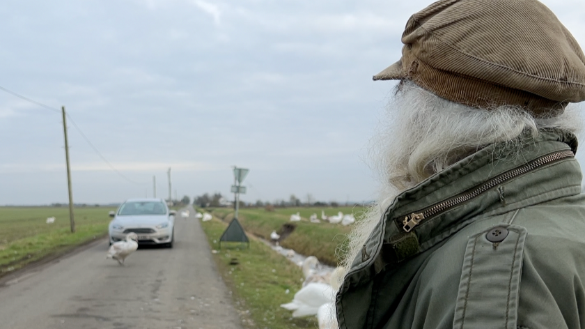 A man with grey hair and beard is looking into a road. He has a brown cap and green coat. The road runs between two fields, and has a silver car driving down it. Swans are in the road and on the grass.