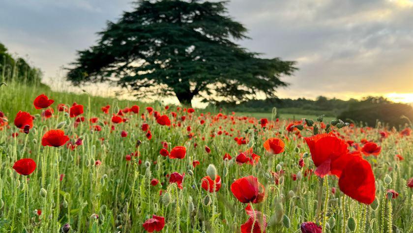 Poppies at Lullingstone Castle