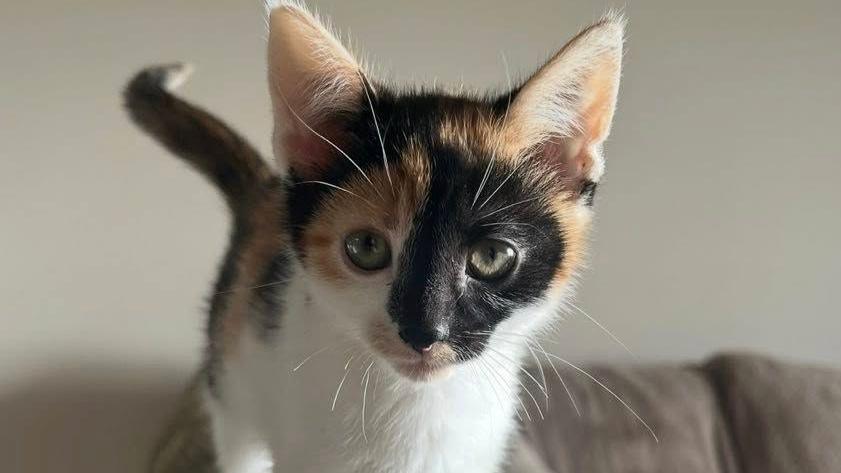 A photograph of Mini when she was a kitten. She is walking along the arm rest of a sofa. Half of her face is covered in a black fur and the rest is white and ginger. Her eyes are green.
