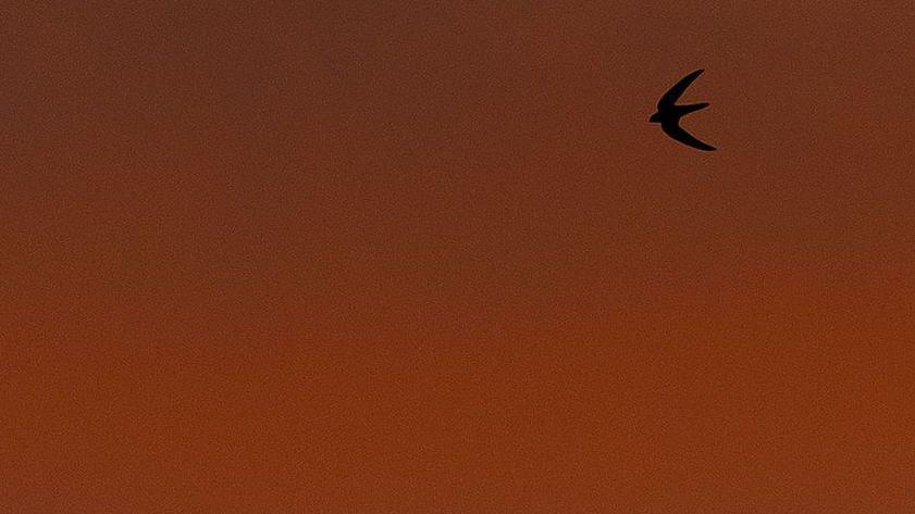 A swift in flight against an orange sky
