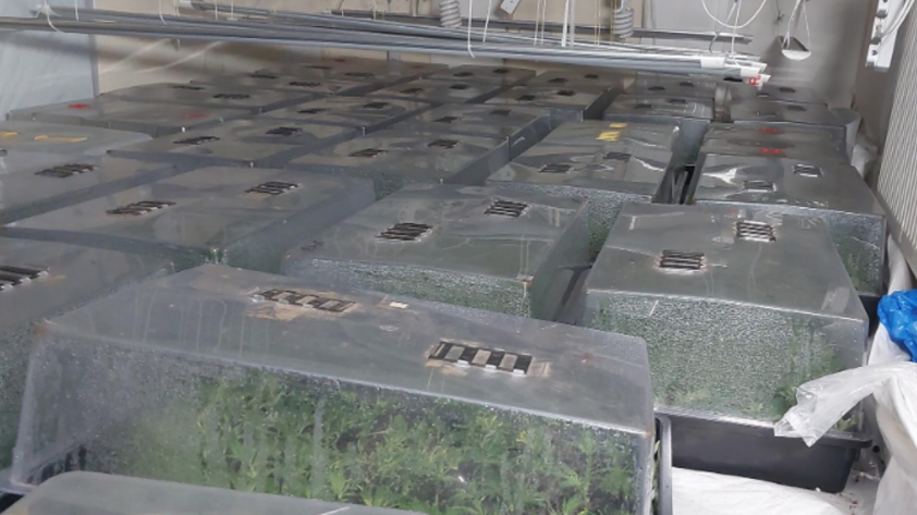 Rows of transparent plastic boxes contain small green plants. There is electrical equipment hanging above the boxes