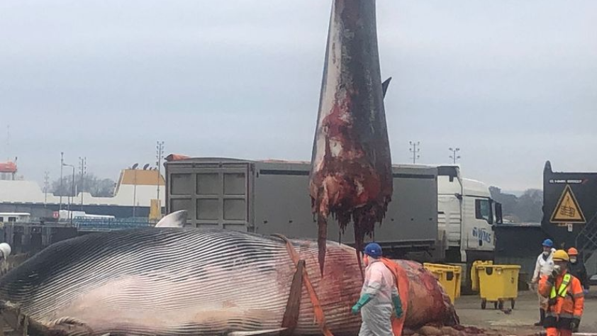 Photograph of the a Fin tonne whale cut in half laying on the port of Portsmouth Harbour. Orange ties are wrapped around the whales centre, and the tail of the whale can be seen dangling in the air, covered in blood, as some of its remains dangle below. A man in a full white PPE suit, long blue gloves, a face mask and a blue helmet walks in front of the whale, while three other men stand to the right of the body. An articulated lorry can be seen in the background.