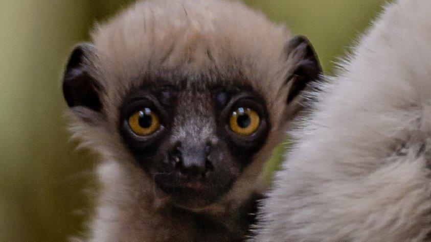 Baby Coquerel's sifaka