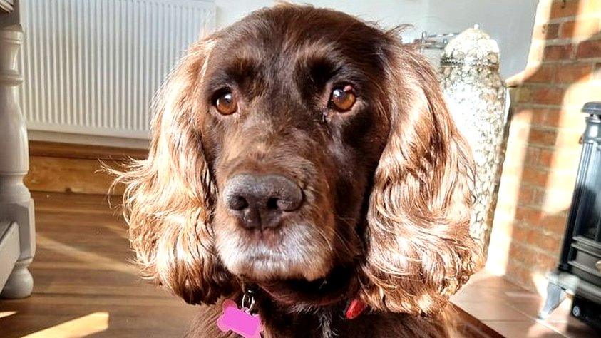 Cassie the Spaniel