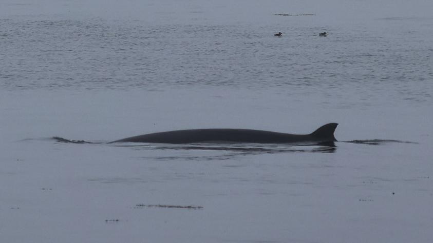 Minke whale Knobble