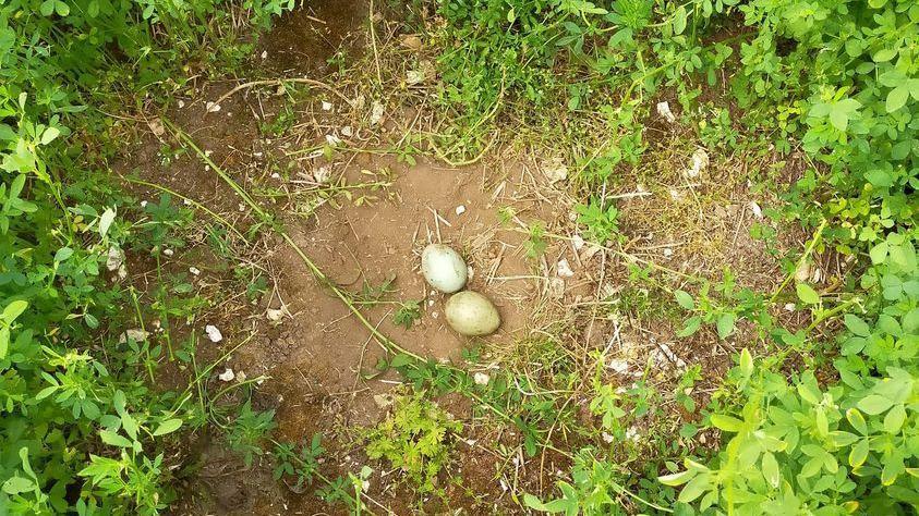 Great bustard nest and eggs in a field in Wiltshire.