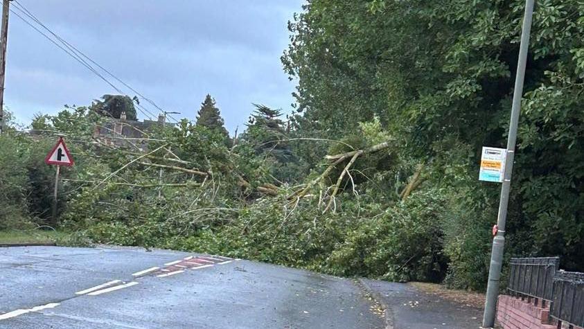 A road blocked by a fallen tree