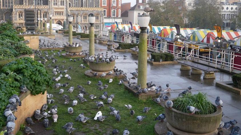 A group of pigeons on the top of Norwich markets. In the background of the picture is the brightly coloured canopies of the market stalls.